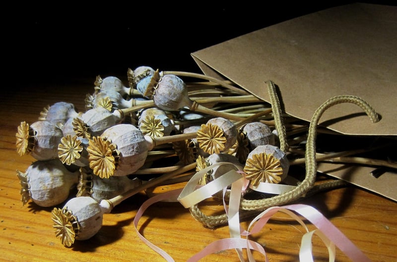 Constellation Seed Packets